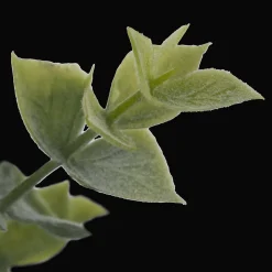 Artificial Eucalyptus in Ceramic Pot