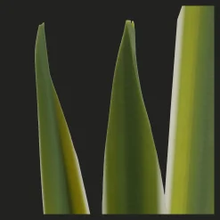 Artificial Yucca Leaf in Ceramic Pot