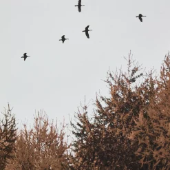 Birds over Fall Forest Printed Canvas