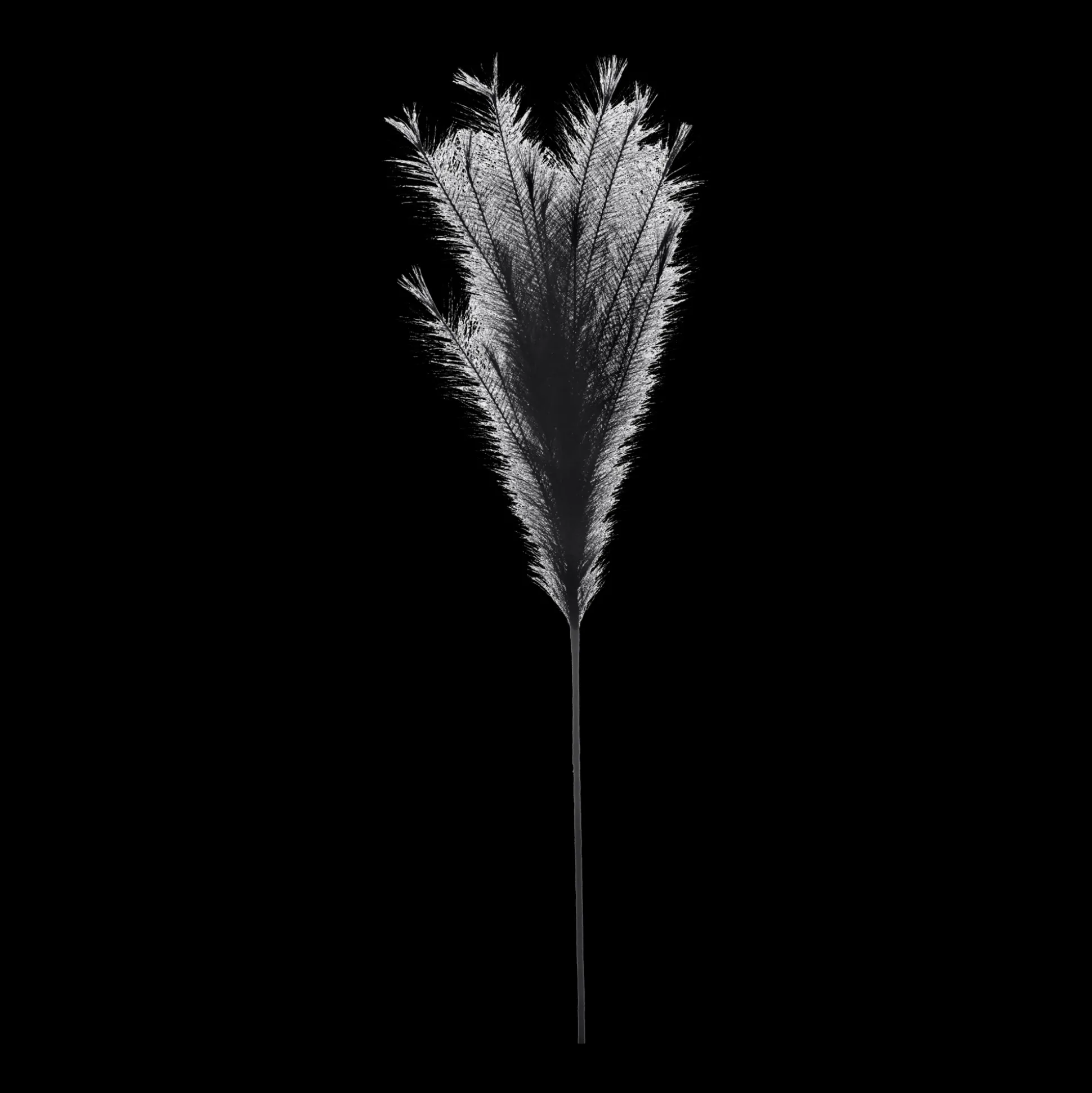 Black Pampas Stem