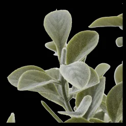 Eucalyptus Leaf Potted Plant