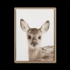 Fawn Framed Art