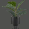 Ficus in black ceramic pot