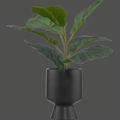 Ficus in black ceramic pot