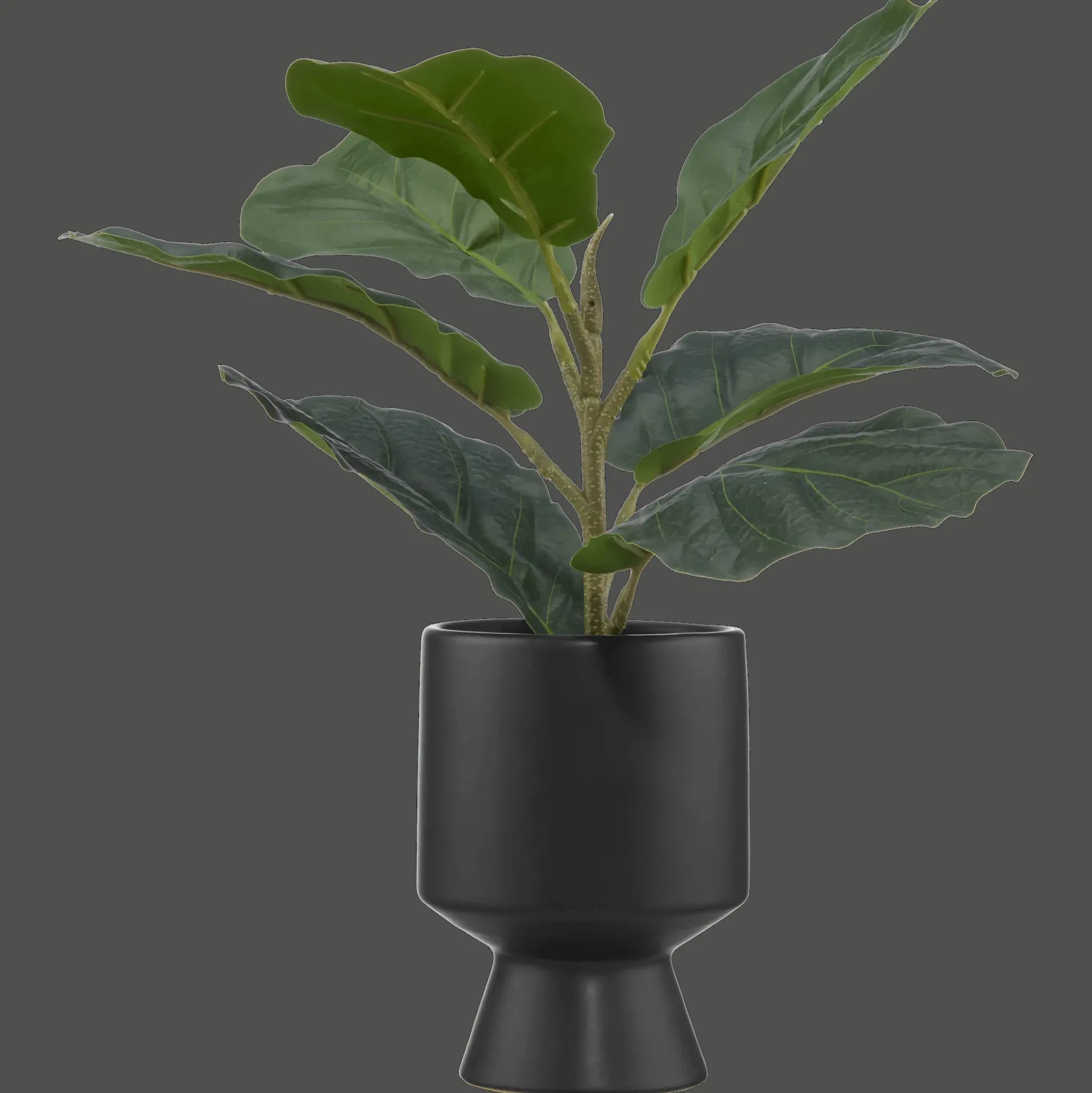 Ficus in black ceramic pot