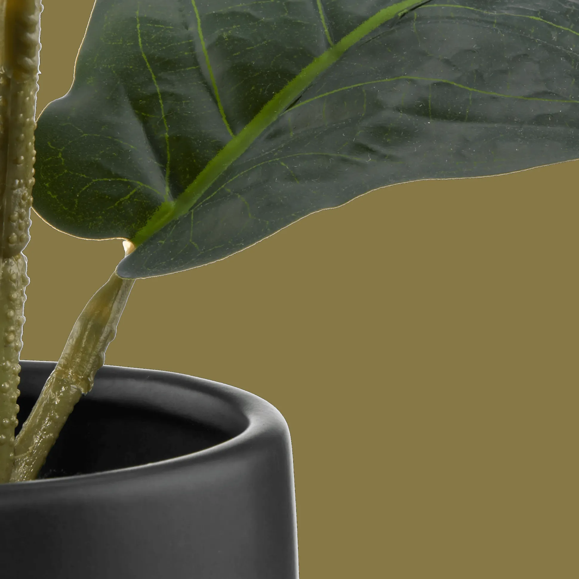 Ficus in black ceramic pot