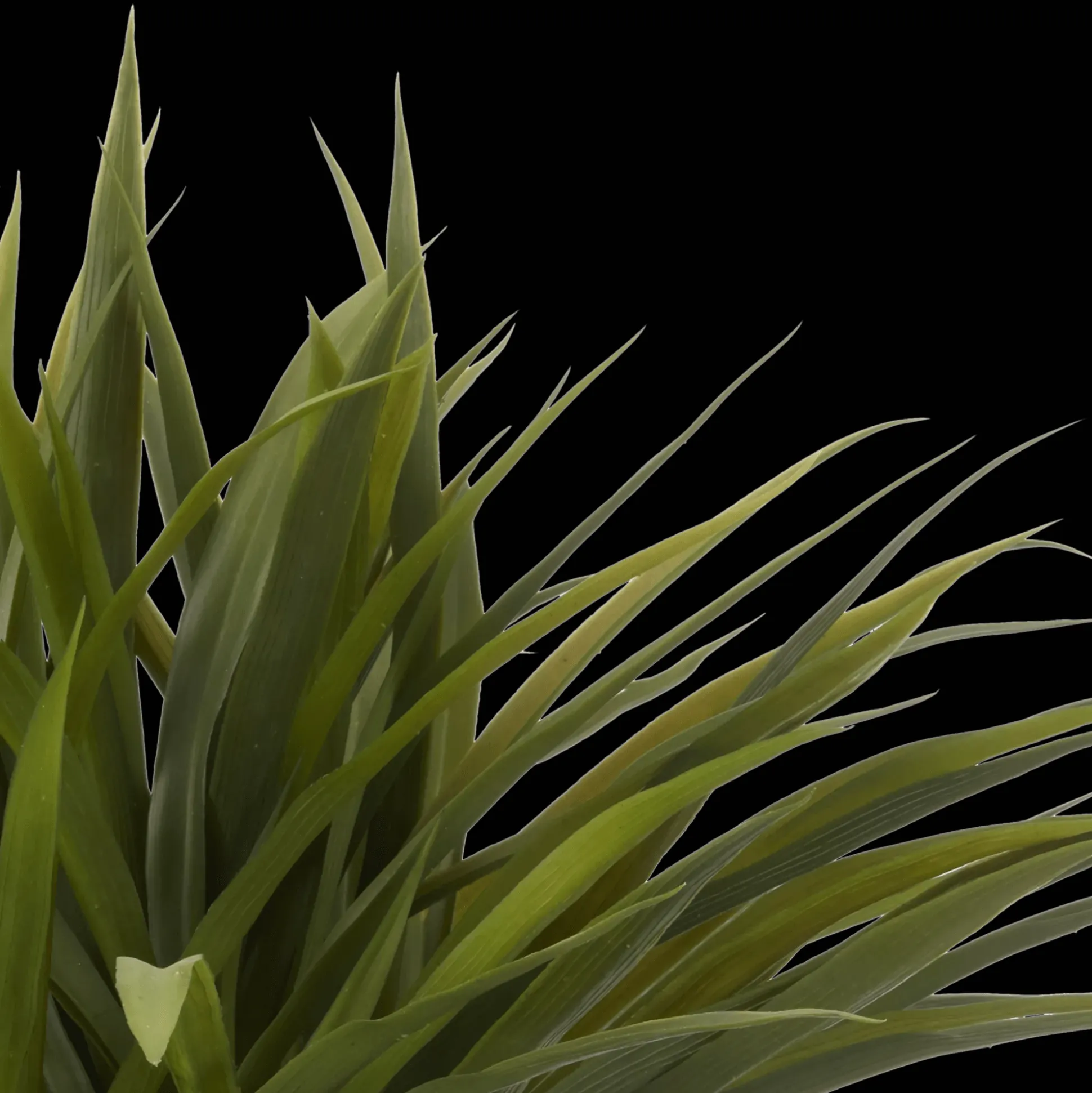 Grass in Ceramic Pot