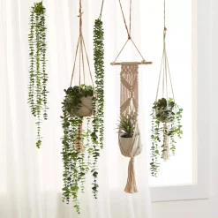Hanging Eucalyptus