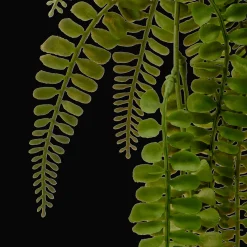 Hanging Fern