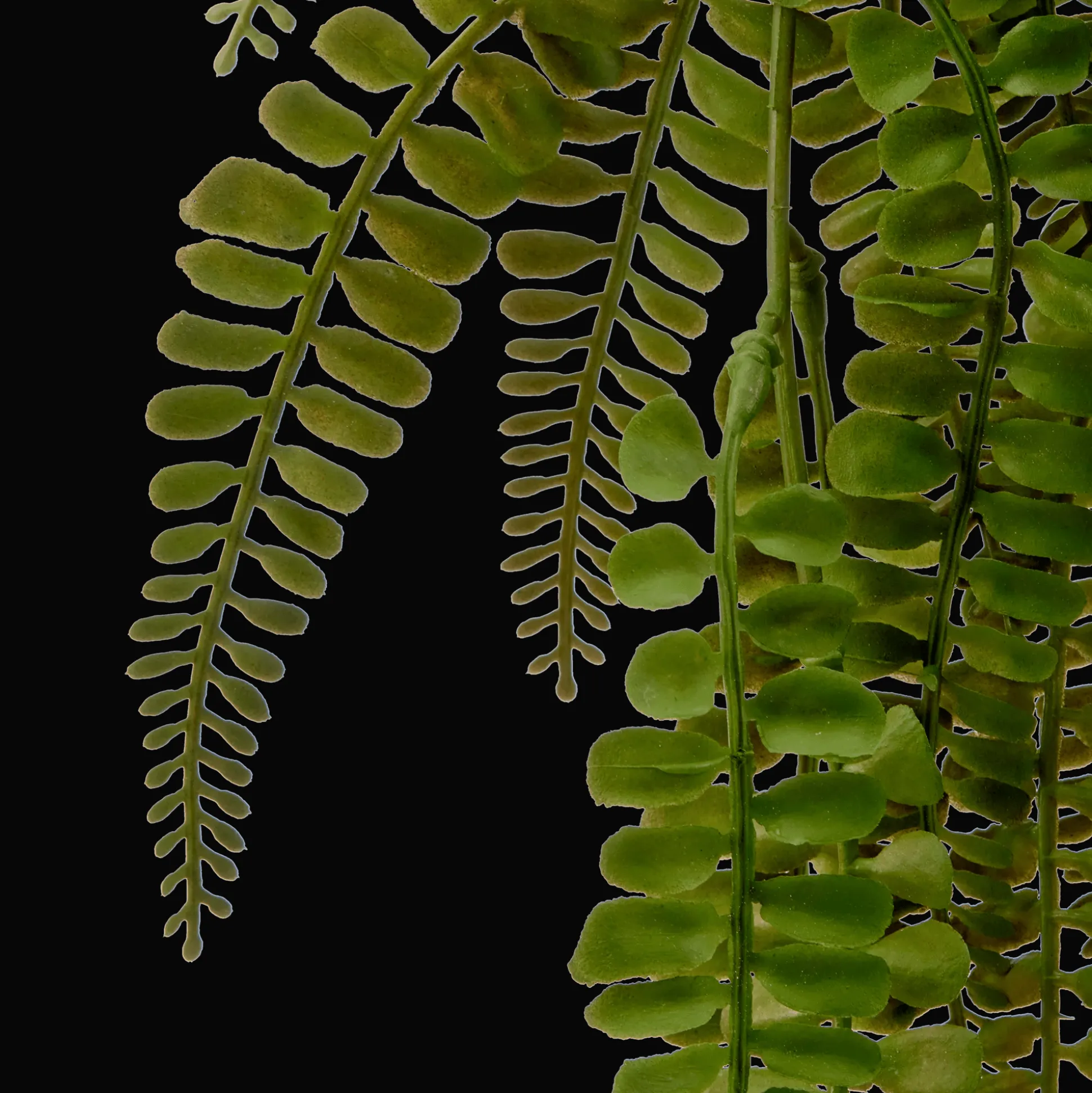Hanging Fern