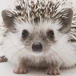 Hedgehog Framed Canvas