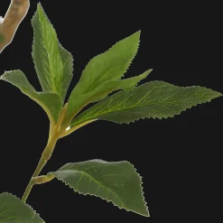 Japanese Pieris Tree