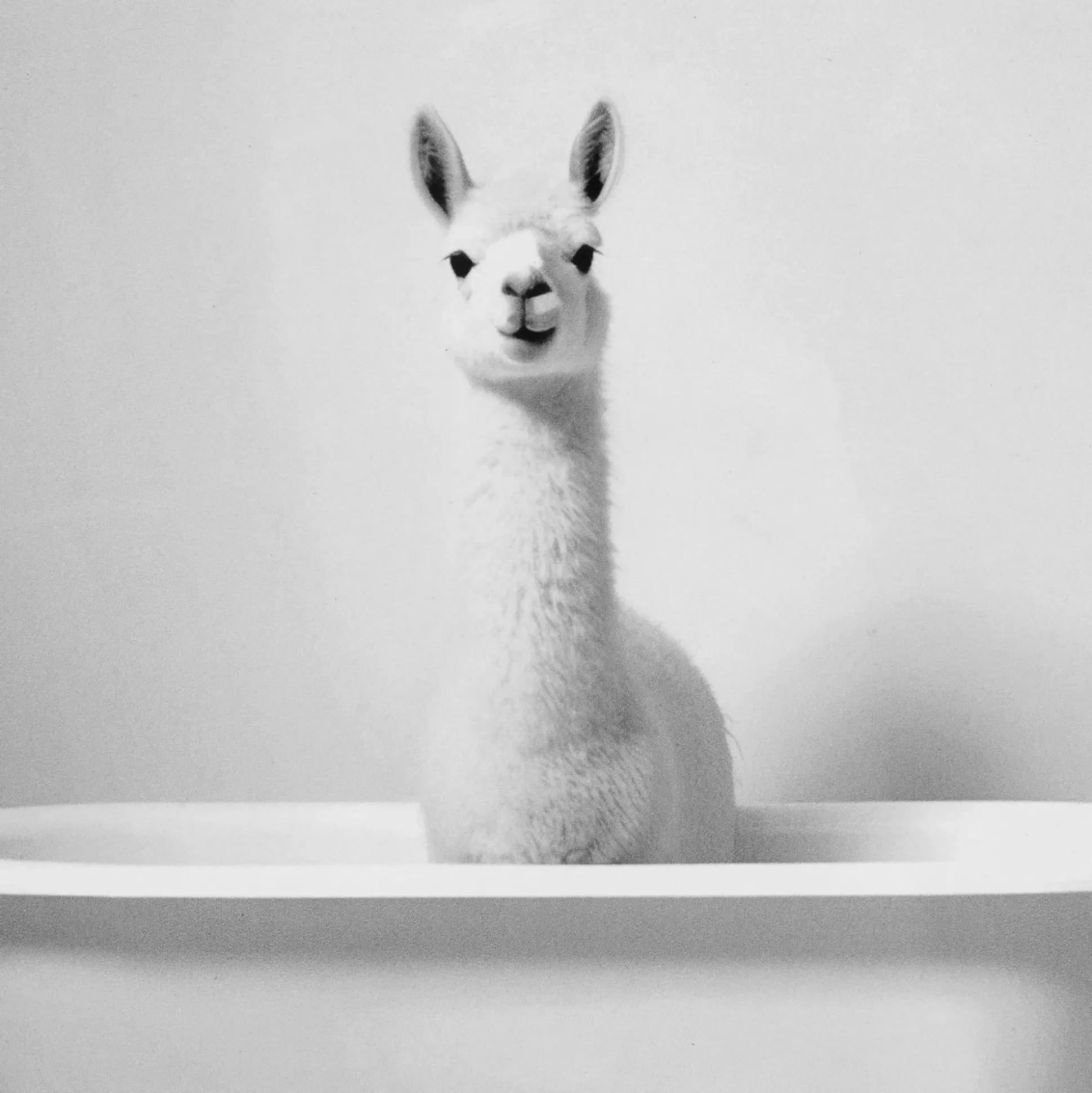 LLama in Bathtub Printed Framed Canvas