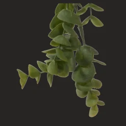 Long Eucalyptus in Ceramic Ribbed Pot