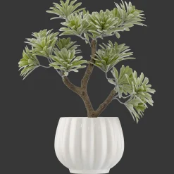 Lotus in Ceramic Pot