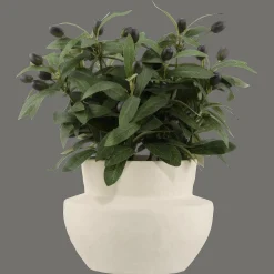 Olive Plant in Ceramic Pot