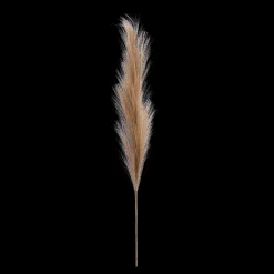 Pampas Stem