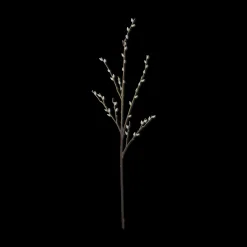 Pussy Willow Stem