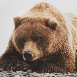 Resting Bear Framed Art