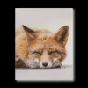 Sleeping Fox Wall Art