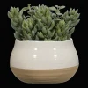 Succulant in Two Tone Pot