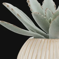 Succulent in Ceramic Pot