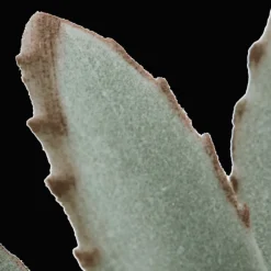 Succulent in Ceramic Pot