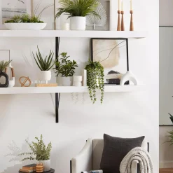 Succulents in Cement Tray