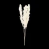 Tall Pampas Stem 150 cm