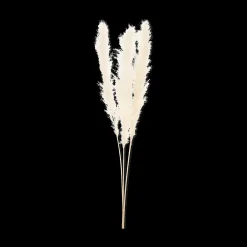 Tall Pampas Stem 150 cm