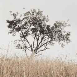 Typography Framed Art