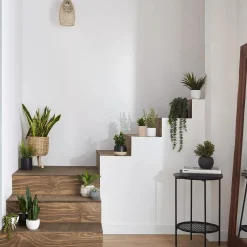 Waterfall Eucalyptus in Black Pot