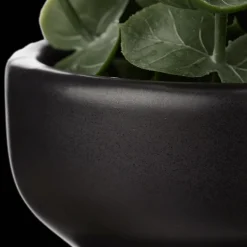 Waterfall Eucalyptus in Black Pot