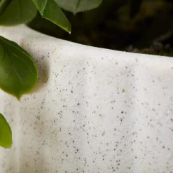 Waterfall Eucalyptus in White Hourglass Pot