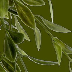 Waterfall Plant in Ceramic Pot