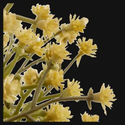 Yellow Gypsohila in Pot